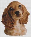 Cocker Spaniel Puppy (image for) Cocker Spaniel Puppy